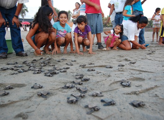 Tours de Liberación de Tortugas en Ixtapa Zihuatanejo